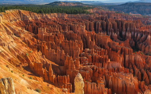 美国MSB牌照需要本人去美国申请吗？