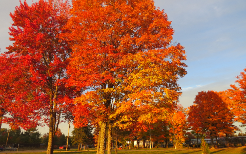 加拿大MSB牌照：监管虚拟货币交易的权威认证