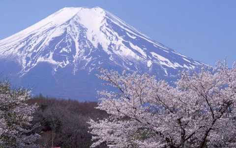 注册日本公司选择什么行业好？深度解析与建议