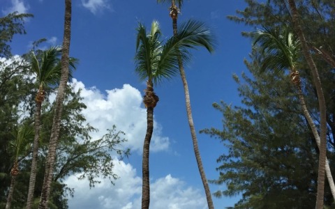 在开曼可以注册的公司类型都有哪些？