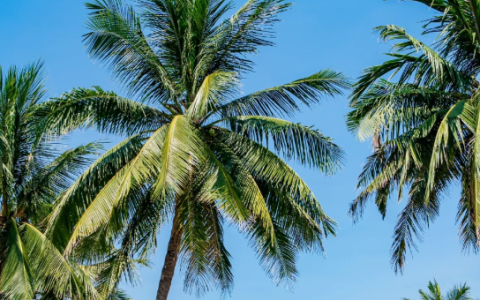 越南公司注册全攻略：搞定分类、流程、资料、费用，轻松开启越南市场！