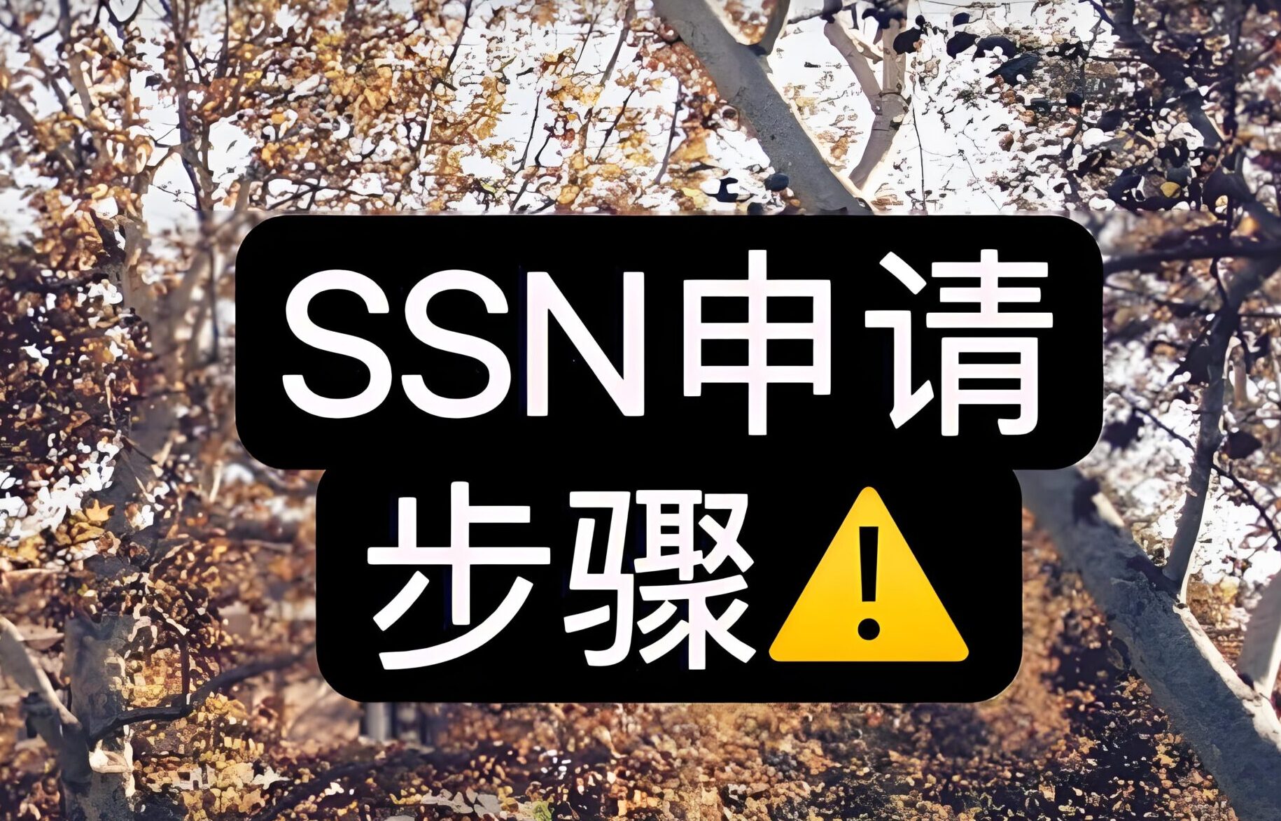 2025年如何找回SSN？美国社会安全号补办、查询及安全建议全攻略- ingstart-全球公司成立与合规